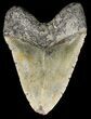 Giant, Megalodon Tooth - North Carolina #47815-2